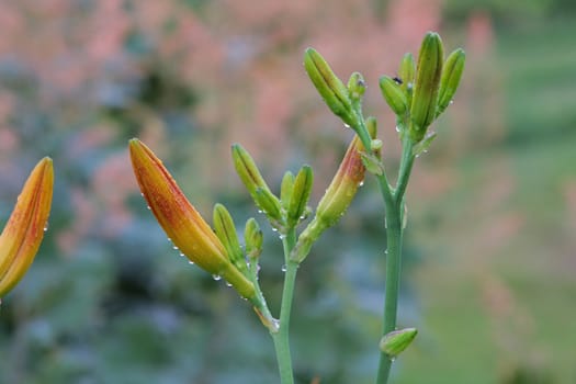 Bud of lily flowers with dewdrops in grass.