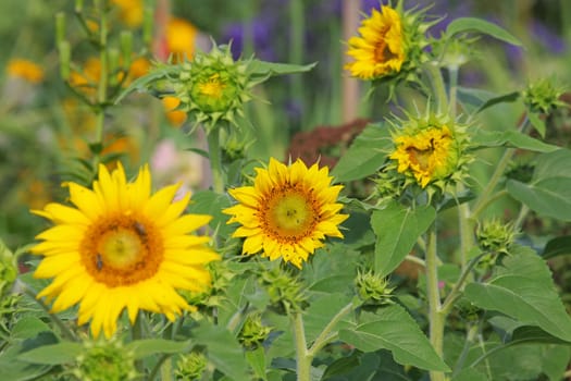 Green grass with sunflowers in summer day.