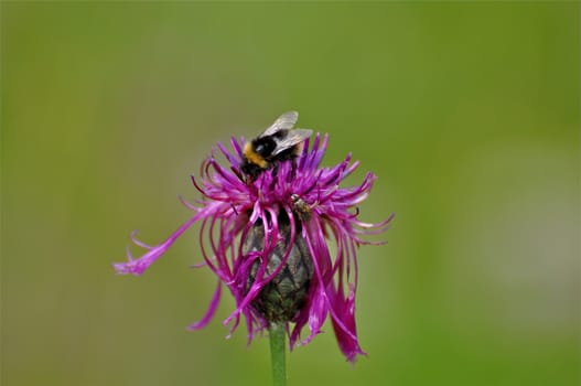 Close-up of a bee on a purple flower.