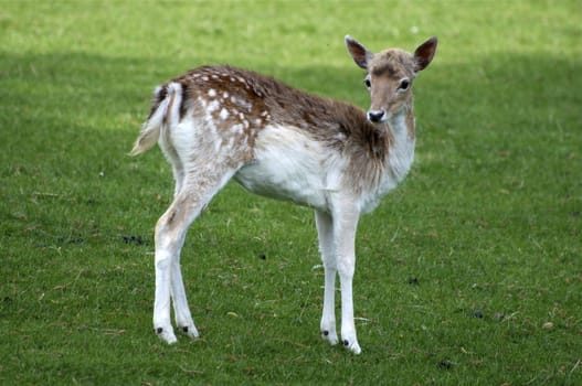 Baby deer on a green background.