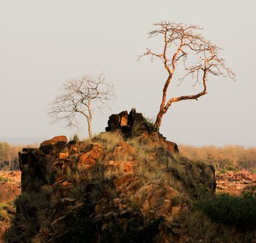 National park Bandhavgarh. India.Winter