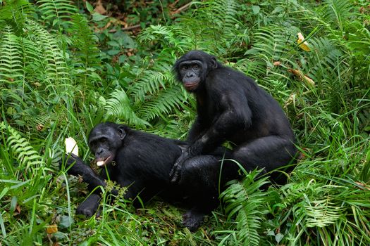 Bonobo love. / Lola Ya Bonobo. Democratic republic Congo.
