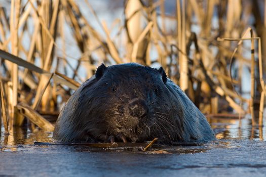 The beaver (genus Castor) is a primarily nocturnal, large, semi-aquatic rodent.