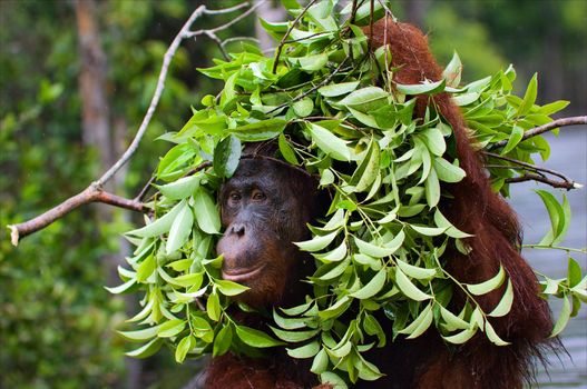 The orangutan uses a tree branch as an umbrella. Borneo. Indonesia.