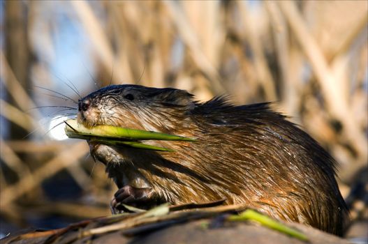 The muskrat (Ondatra zibethicus), the only species in genus Ondatra, is a medium-sized semi-aquatic rodent native to North America, and introduced in parts of Europe, Asia, and South America. Early spring. Ladoga Lake.Russia. 