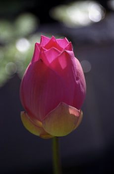 Pink flower lotus against a dark background. Indonesia. Bali