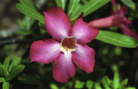 Tropical flower. Indonesia. Bali Island.