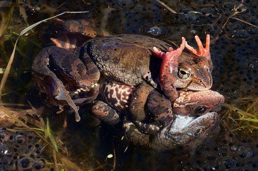 Embrace of the male (amplexus) happens so strong that, squeezing a skin of a female, he can even tear her. Time of a female simply perish in rigid marriage embraces of males.