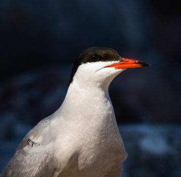 Portrait of the morwennol./ The Common Tern (Sterna hirundo) is a seabird of the tern family Sternidae.