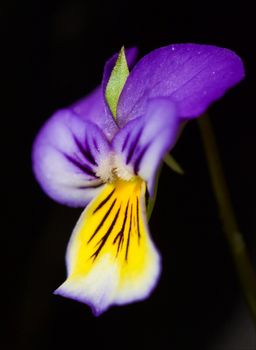 Violet flower against a dark background
