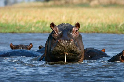 Coctail through a straw. / The hippopotamus sits in a bog and as though drinks water through a straw. Zambia. Africa.