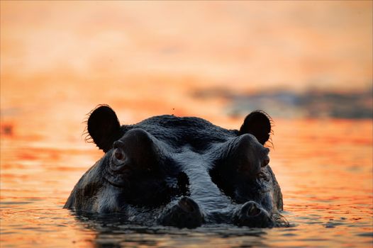 The hippopotamus in the light of the sunset sun sits in a bog.