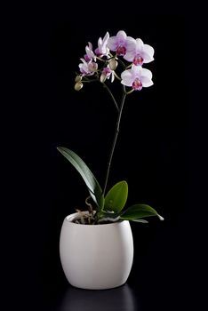 White-pink orchid in the cream pot on black background