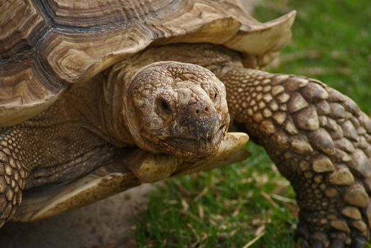 Walking on the ground turtle  head - close up