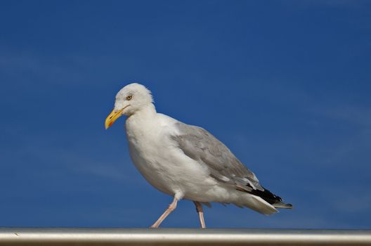 Seagull walking on the pier railing on the blue sky background