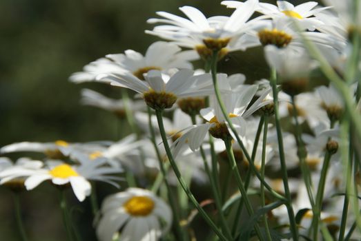 white flowers