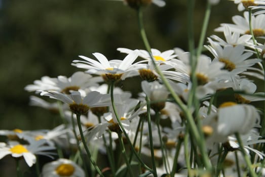 white flowers