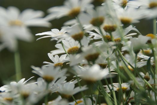 white flowers