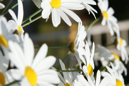 white flowers