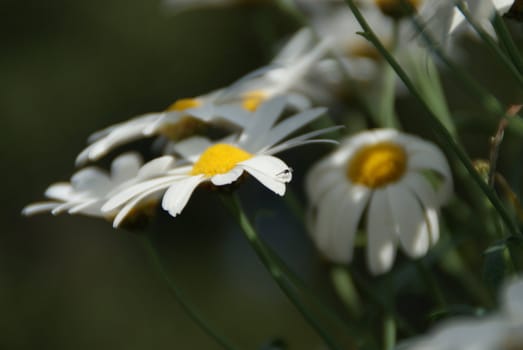 white flowers
