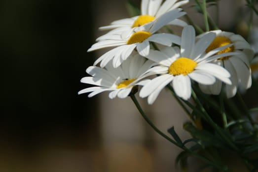 white flowers