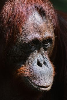 Orangutan Ben. / Very clever sight of the young orangutan of the male by name of Ben