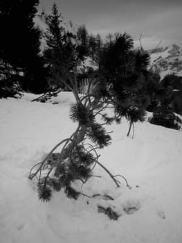 small pine in winter     