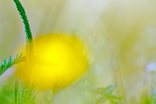 The Spring nature background with grass for design
