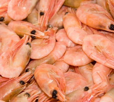 Close up on a lot of shrimps