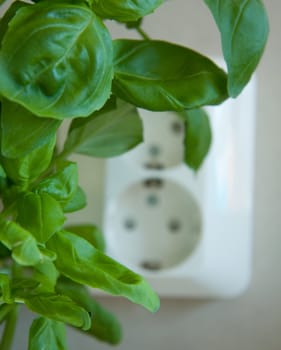 electricity outlet behind a green plant.