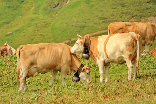 cows and bell and grass green