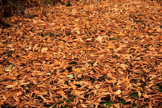 golden autumn leaves on the ground.