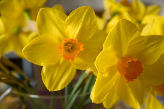 close up on beautiful yellow daffodils