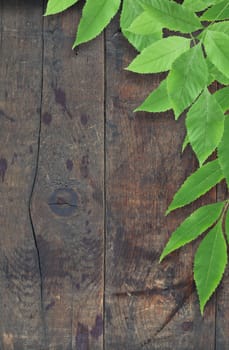 Branch with freshnes green leaves against old wooden surface