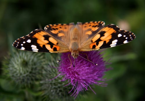 A beautiful colorful butterfly on a thistle.