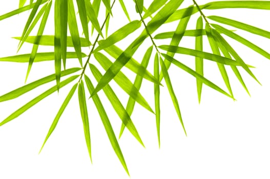Bamboo leaves on white background