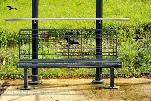 bench and grass green and bird