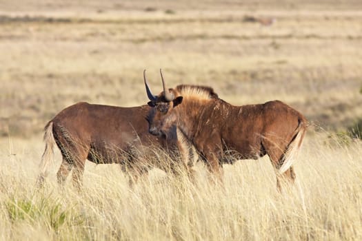 Black wildebeest (Connochaetes gnou), one of the rarest large mammals in the world, in the Mountain Zebra National Park, South Africa.