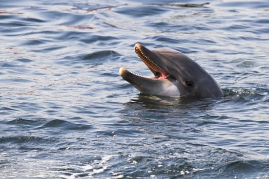 Head of Bottlenose dolphin or Tursiops truncatus above the water surface