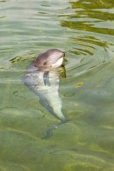 Curious Harbour porpoise or Phocoena phocoena in summer sunshine and clear water