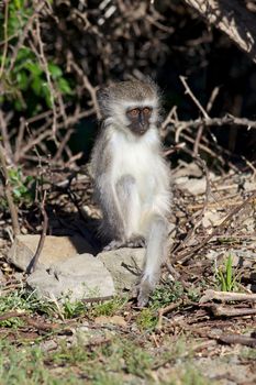 A young vervet (green) monkeys (Cercopithecus aethiops) in Mountain Zebra National Park, South Africa.