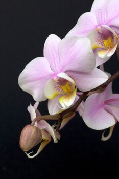 A minature orchid spray.