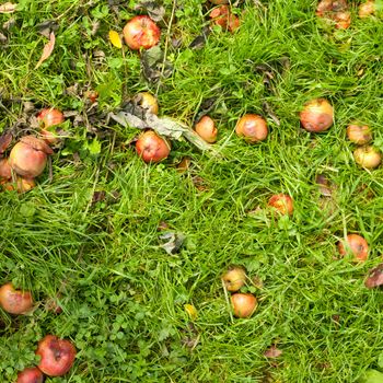 Rotting fallen apples on grass background texture pattern