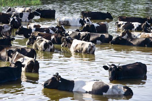 cows on watering place on river in russia