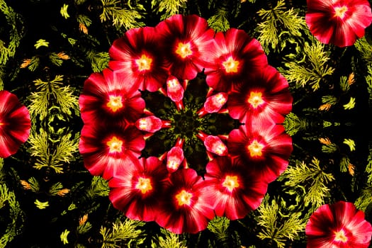 Kaleidoscopic altered image of Hibiscus flower resembling a mandala