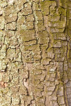 Natural background texture pattern of cracked peeling bark with moss and lichens on surface.