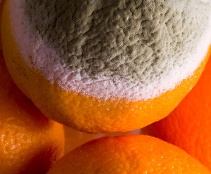 Green mouldy powder on the side of an orange among other oranges