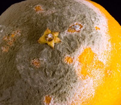 Green mouldy powder on the side of an orange in macro