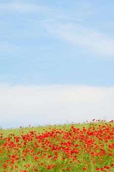 Red poppies on hill with blue and cloudy sky.