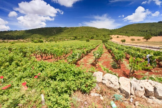 Vineyard behind a stone wall in Puglia South Italy